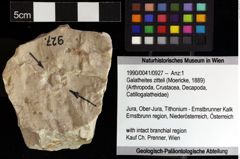 Foto (Objket + Etiketten) von Galatheites zitteli (Moericke, 1889) 